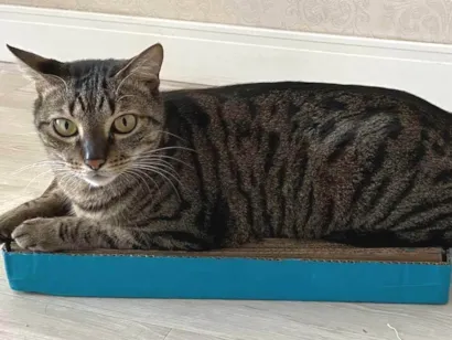 Gato raça SRD-ViraLata idade 6 ou mais anos nome Myco