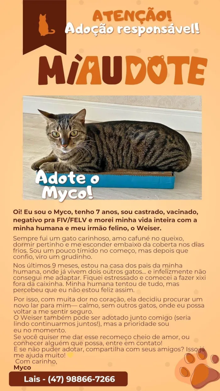 Gato ra a SRD-ViraLata idade 6 ou mais anos nome Myco