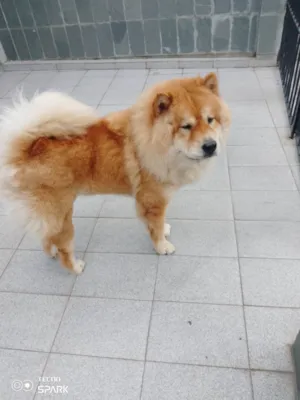 Cachorro raça Chow Chow idade 3 anos nome Snoopy 