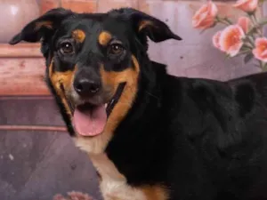 Cachorro raça SRD-ViraLata idade 2 anos nome Kyara 