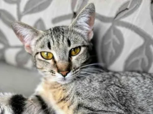 Gato raça SRD-ViraLata idade 1 ano nome Sophie 