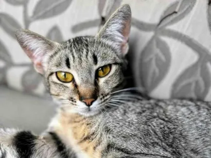Gato raça SRD-ViraLata idade 1 ano nome Sophie 