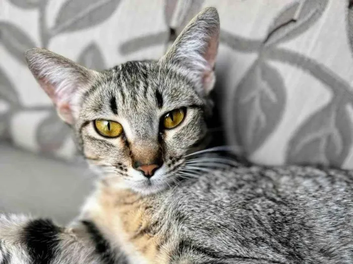 Gato ra a SRD-ViraLata idade 1 ano nome Sophie 
