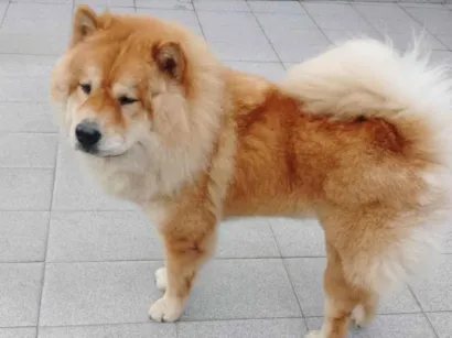 Cachorro raça Chow Chow idade 3 anos nome Snoopy 