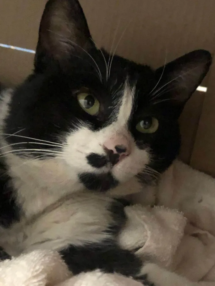 Gato ra a SRD-ViraLata idade 3 anos nome pipoca