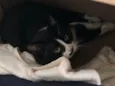 pipoca