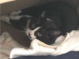 Gato raça SRD-ViraLata idade 3 anos nome pipoca