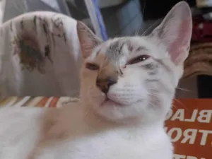 Gato raça Siamês idade 2 a 6 meses nome Luna