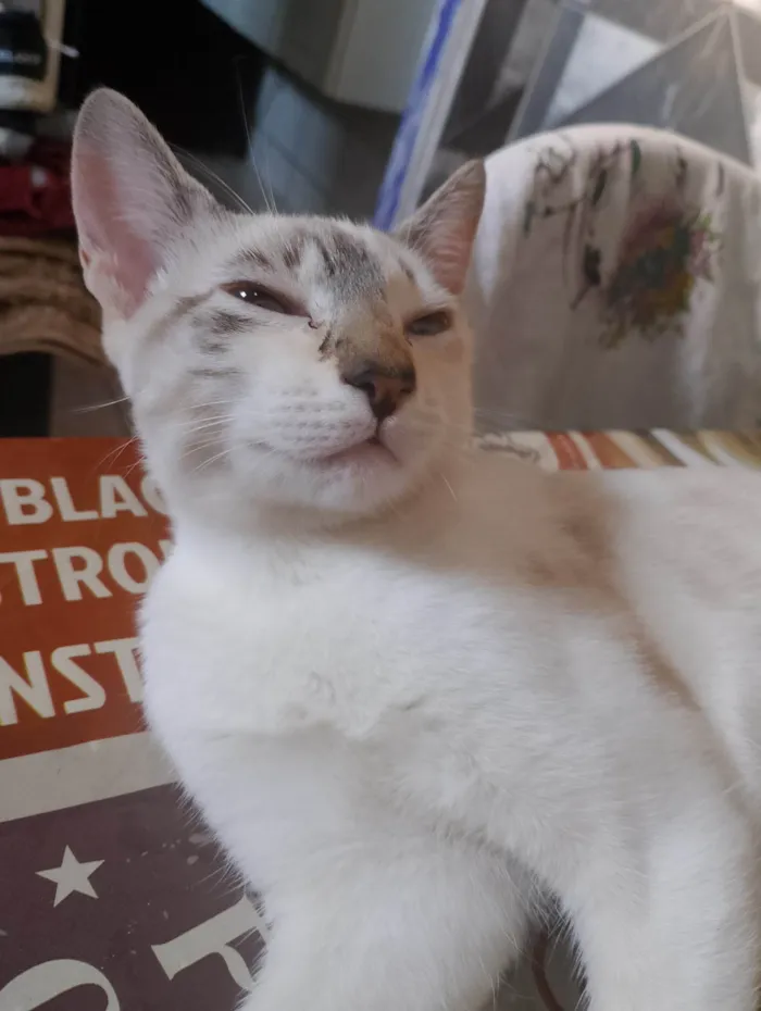 Gato ra a Siamês idade 2 a 6 meses nome Luna