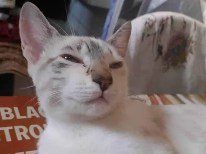 Gato raça Siamês idade 2 a 6 meses nome Luna