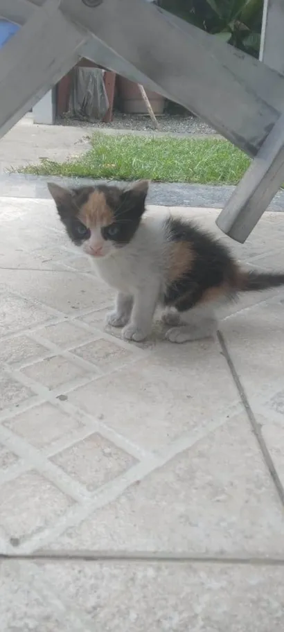 Gato raça SRD-ViraLata idade Abaixo de 2 meses nome Manhosa 