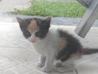 Gato raça SRD-ViraLata idade Abaixo de 2 meses nome Manhosa 