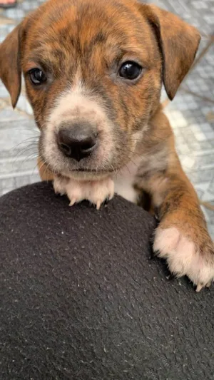 Cachorro raça SRD-ViraLata idade Abaixo de 2 meses nome Sem nome