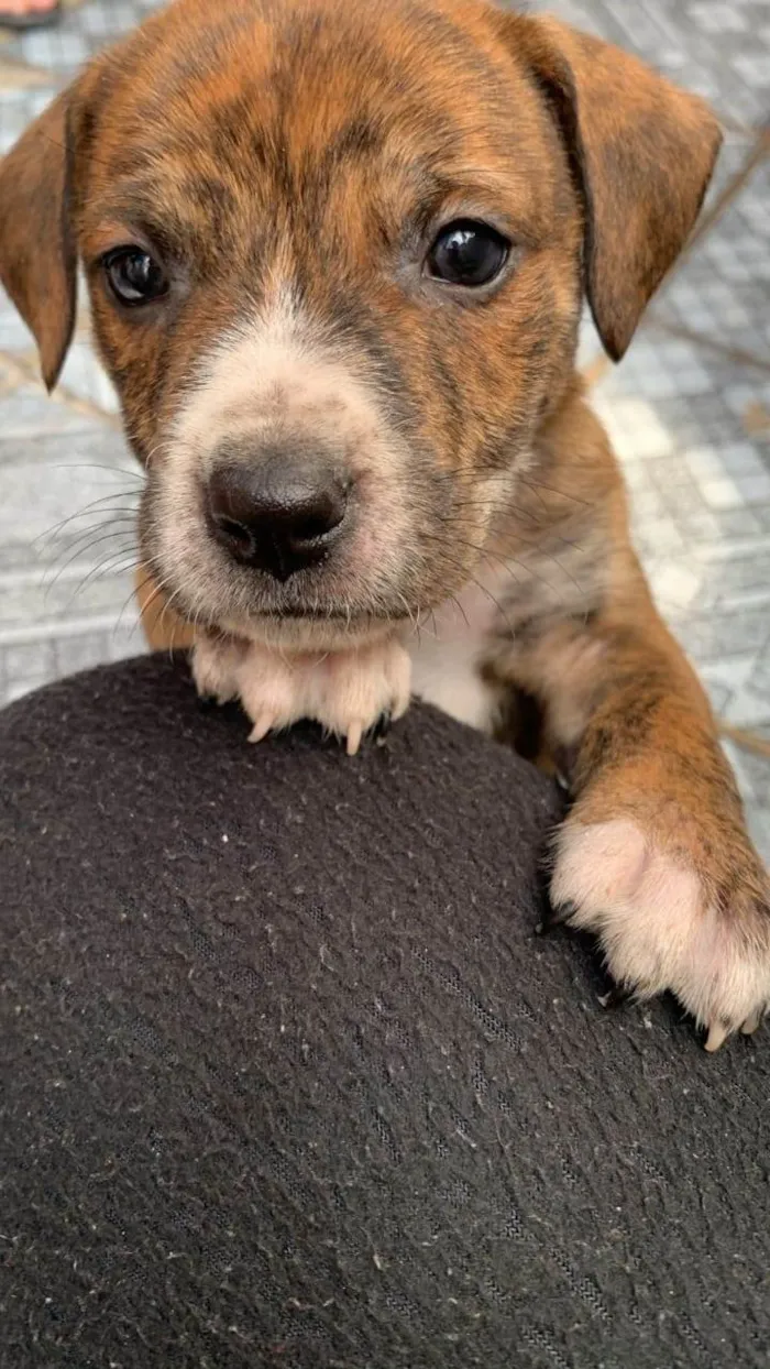 Cachorro ra a SRD-ViraLata idade Abaixo de 2 meses nome Sem nome