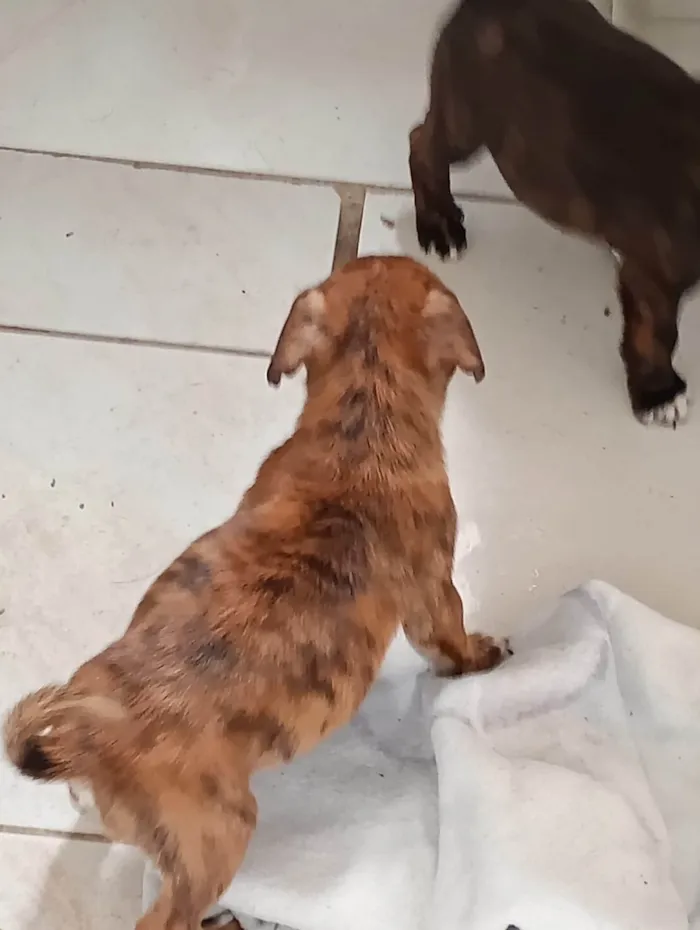 Cachorro ra a SRD-ViraLata idade Abaixo de 2 meses nome Sem nome