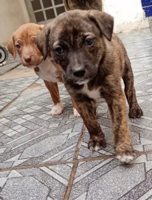 Cachorro raça SRD-ViraLata idade Abaixo de 2 meses nome Sem 