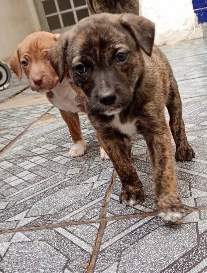 Cachorro ra a SRD-ViraLata idade Abaixo de 2 meses nome Sem 