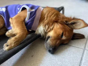 Cachorro raça SRD-ViraLata idade 1 ano nome Theo 