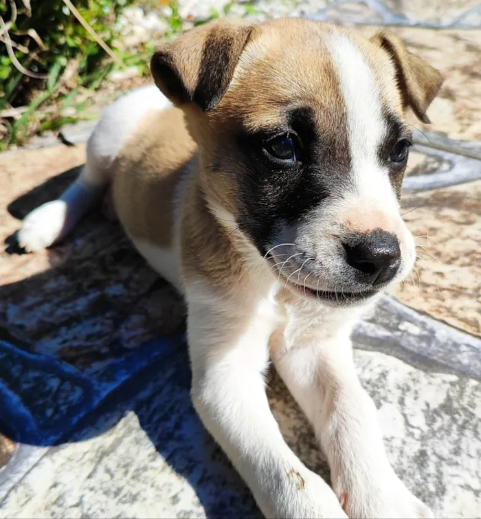 Cachorro ra a SRD-ViraLata idade Abaixo de 2 meses nome Mimi 