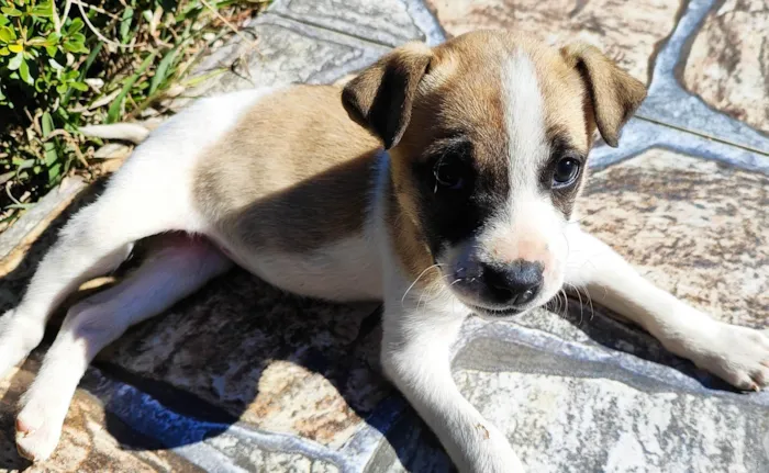 Cachorro ra a SRD-ViraLata idade Abaixo de 2 meses nome Mimi 