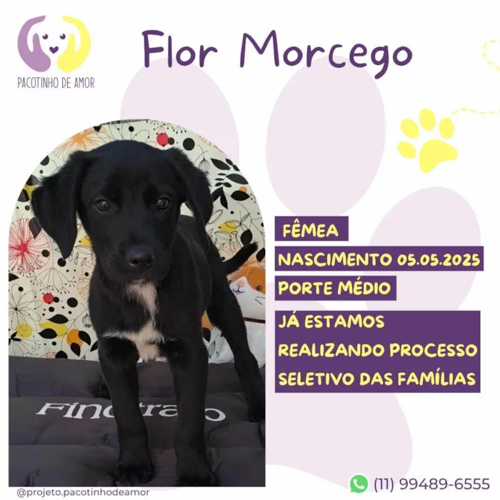 Cachorro ra a SRD-ViraLata idade Abaixo de 2 meses nome Flor Morcego