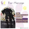 Flor Morcego