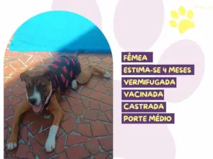 Cachorro raça SRD-ViraLata idade 2 a 6 meses nome Pietra 
