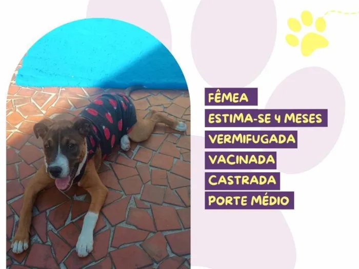 Cachorro ra a SRD-ViraLata idade 2 a 6 meses nome Pietra 