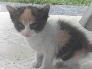 Gato raça SRD-ViraLata idade Abaixo de 2 meses nome Manhosa 