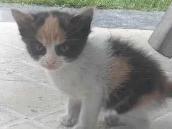 Gato ra a SRD-ViraLata idade Abaixo de 2 meses nome Manhosa 
