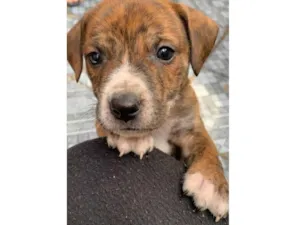 Cachorro raça SRD-ViraLata idade Abaixo de 2 meses nome Sem nome