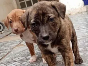 Cachorro raça SRD-ViraLata idade Abaixo de 2 meses nome Sem 