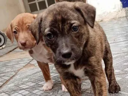 Cachorro raça SRD-ViraLata idade Abaixo de 2 meses nome Sem 