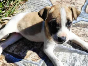 Cachorro raça SRD-ViraLata idade Abaixo de 2 meses nome Mimi 