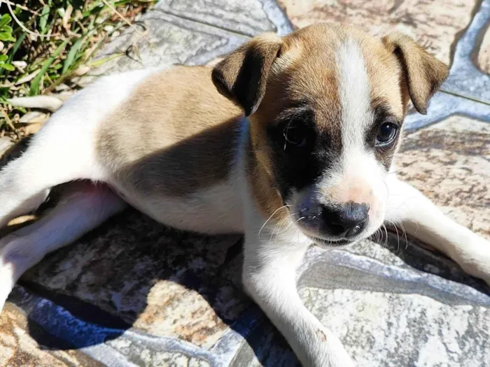Cachorro ra a SRD-ViraLata idade Abaixo de 2 meses nome Mimi 