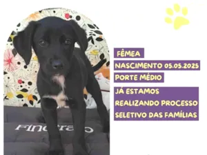 Cachorro raça SRD-ViraLata idade Abaixo de 2 meses nome Flor Morcego