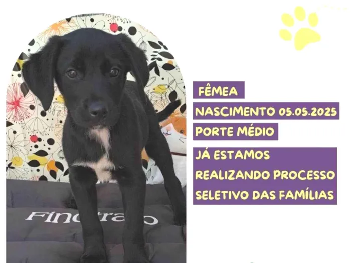 Cachorro ra a SRD-ViraLata idade Abaixo de 2 meses nome Flor Morcego
