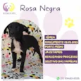 Rosa Negra