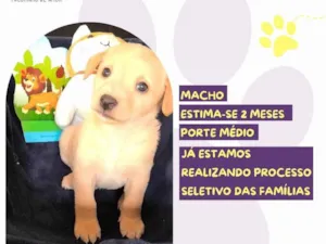 Cachorro raça SRD-ViraLata idade Abaixo de 2 meses nome Gilber Patas