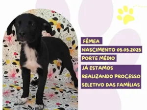 Cachorro raça SRD-ViraLata idade 2 a 6 meses nome Rosa Negra