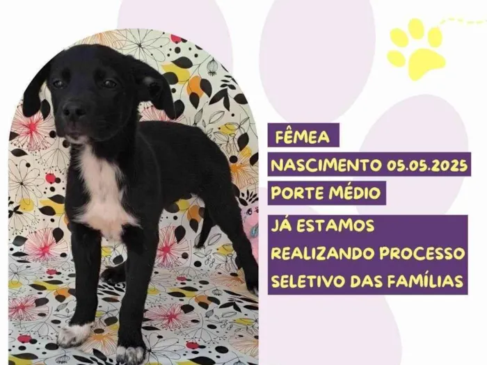Cachorro ra a SRD-ViraLata idade 2 a 6 meses nome Rosa Negra