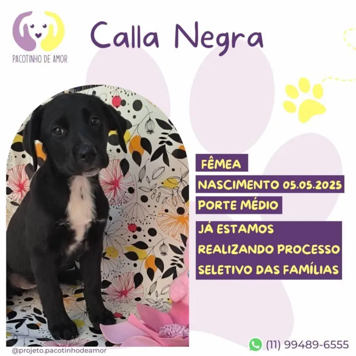 Cachorro ra a SRD-ViraLata idade Abaixo de 2 meses nome Calla Negra