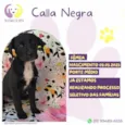 Calla Negra