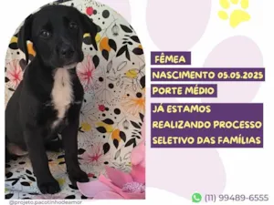 Cachorro raça SRD-ViraLata idade Abaixo de 2 meses nome Calla Negra