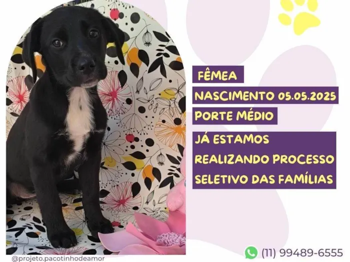Cachorro ra a SRD-ViraLata idade Abaixo de 2 meses nome Calla Negra