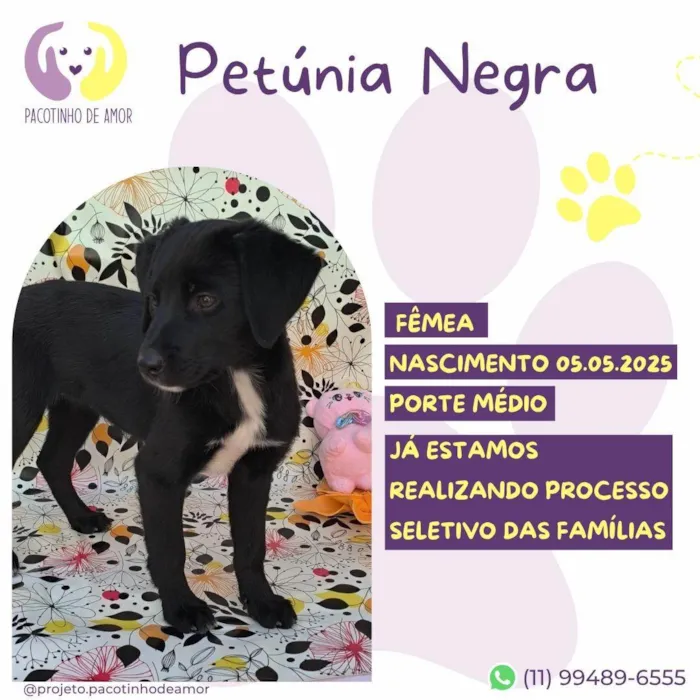 Cachorro ra a SRD-ViraLata idade Abaixo de 2 meses nome Petunia Negra