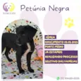 Petunia Negra