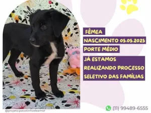 Cachorro raça SRD-ViraLata idade Abaixo de 2 meses nome Petunia Negra