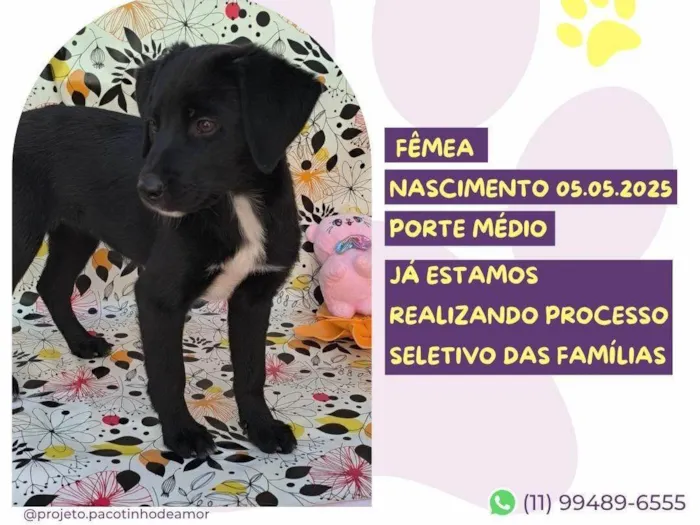 Cachorro ra a SRD-ViraLata idade Abaixo de 2 meses nome Petunia Negra