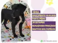 Petunia Negra